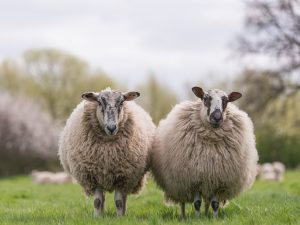 Two woolly sheep standing together in field