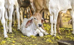 Pretty Little Baby Cow or Calf on Farmland